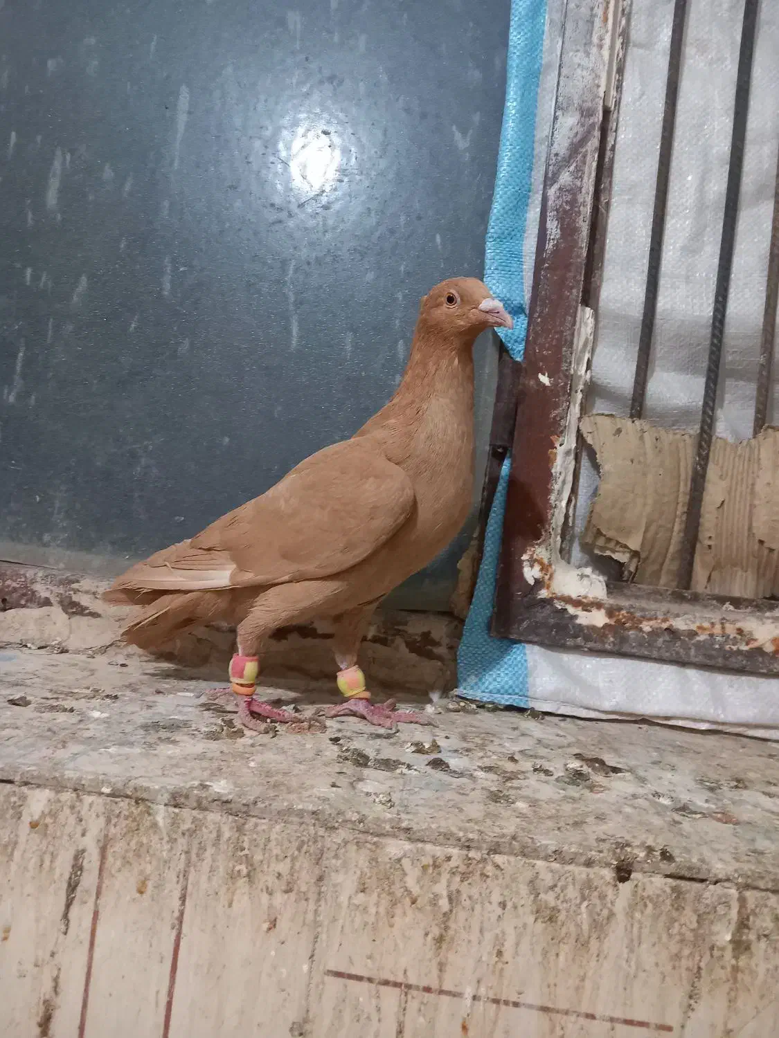 زرد ماده|پرنده|سبزوار, امیریه|دیوار