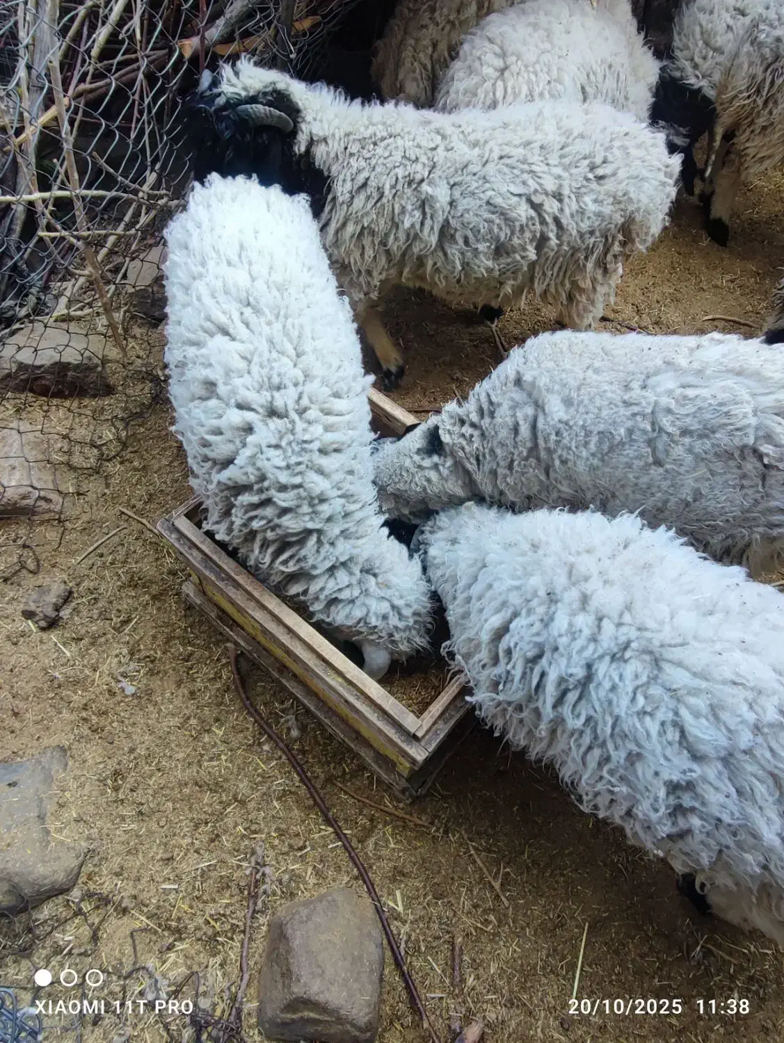 فروش تعدادی بره نر|حیوانات مزرعه|رابر, |دیوار