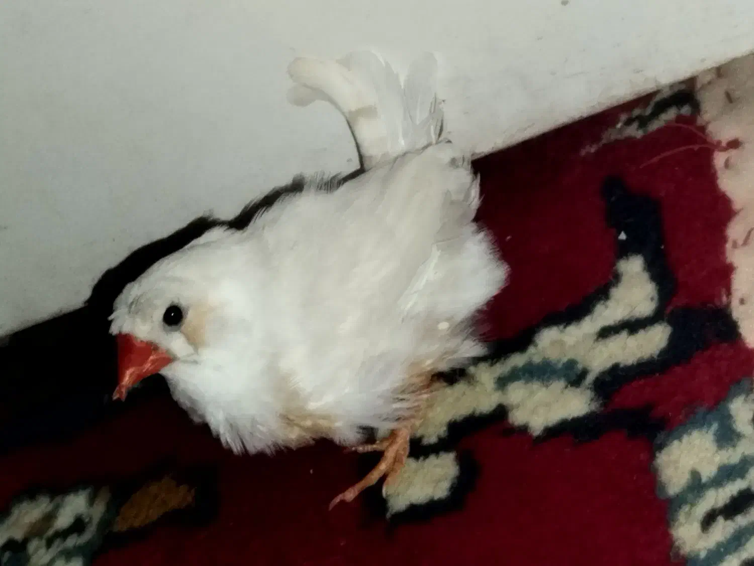 فنچ جفت|پرنده|بندر امام خمینی, |دیوار