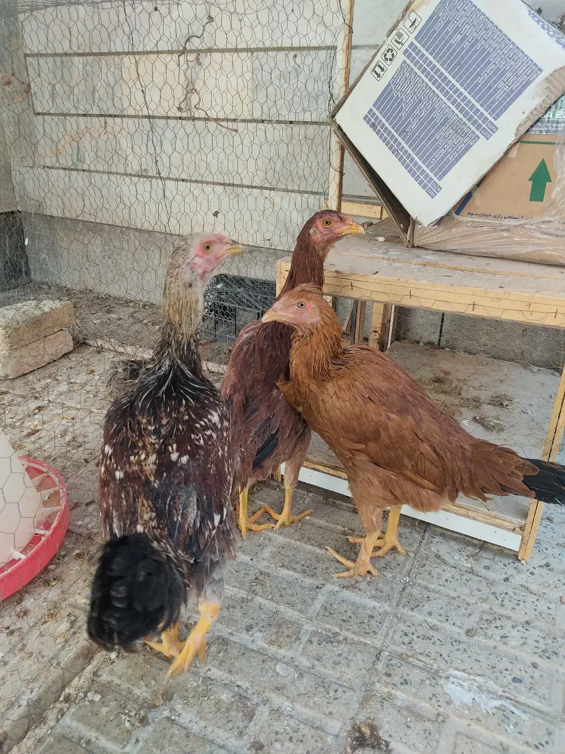 جوجه لاری وبرهما|حیوانات مزرعه|شاهینشهر, گزبرخوار|دیوار