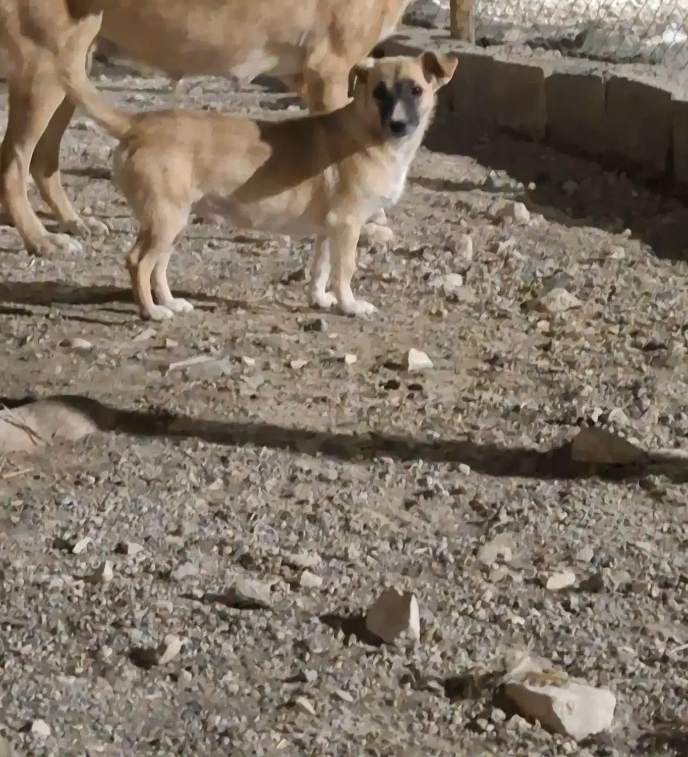 ماده اشپیتز|سگ|کرمانشاه, |دیوار