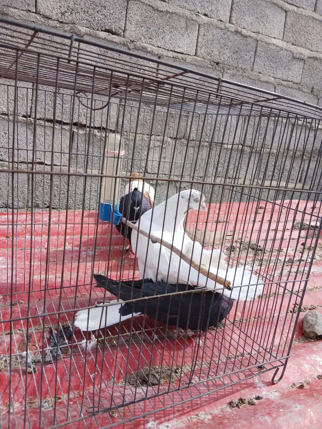 کبوتر|پرنده|جیرفت, |دیوار