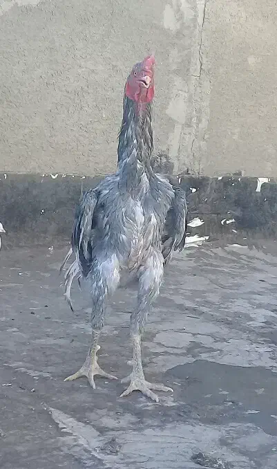 مرغ و خروس لاری اوشامو|حیوانات مزرعه|باغ بهادران, |دیوار