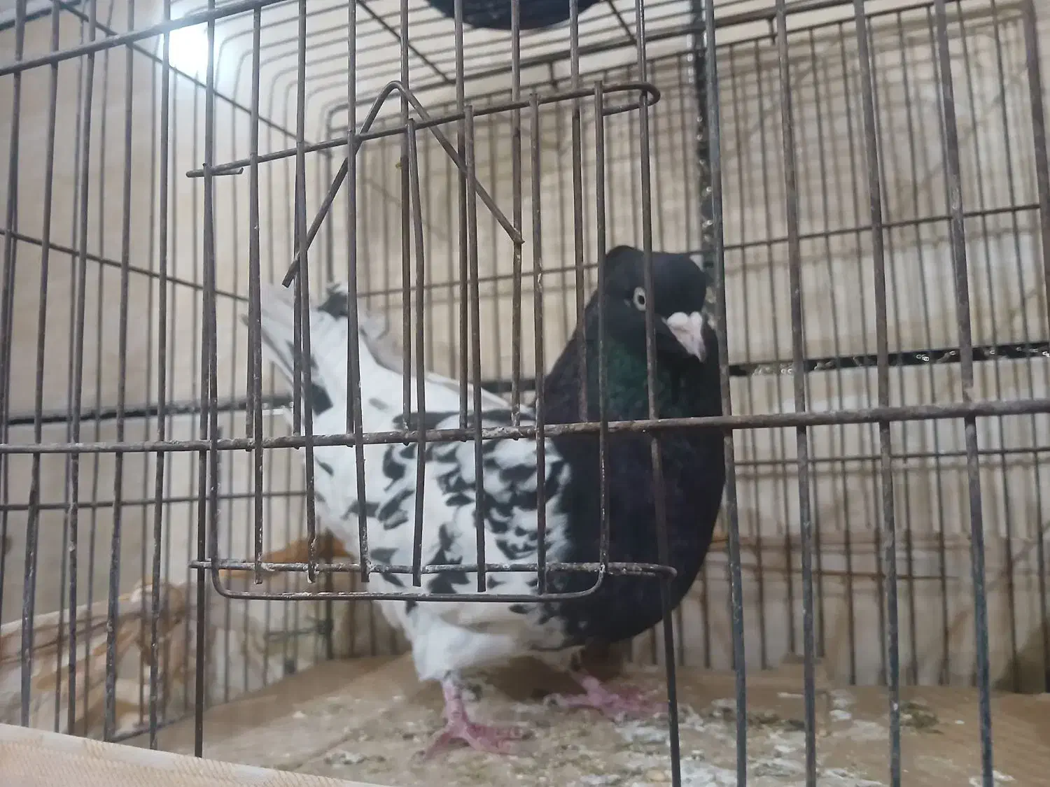 سرسیاه|حراج|رفسنجان, |دیوار