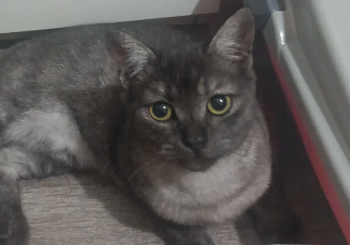 گربه گمشده|گربه|بندر انزلی, مسکن مهر|دیوار