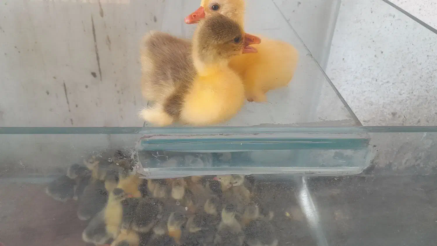 جوجه غاز|حیوانات مزرعه|چمستان, |دیوار