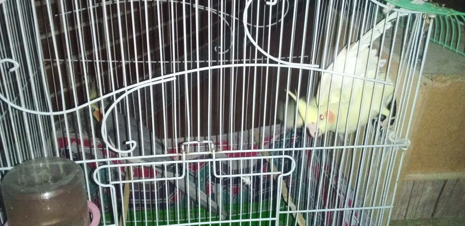 چندعدد پرنده به فروش میرسد|پرنده|لاران, |دیوار