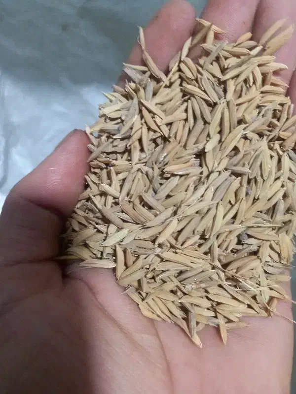 شالی فجر|خوردنی و آشامیدنی|مزرعه کتول, |دیوار