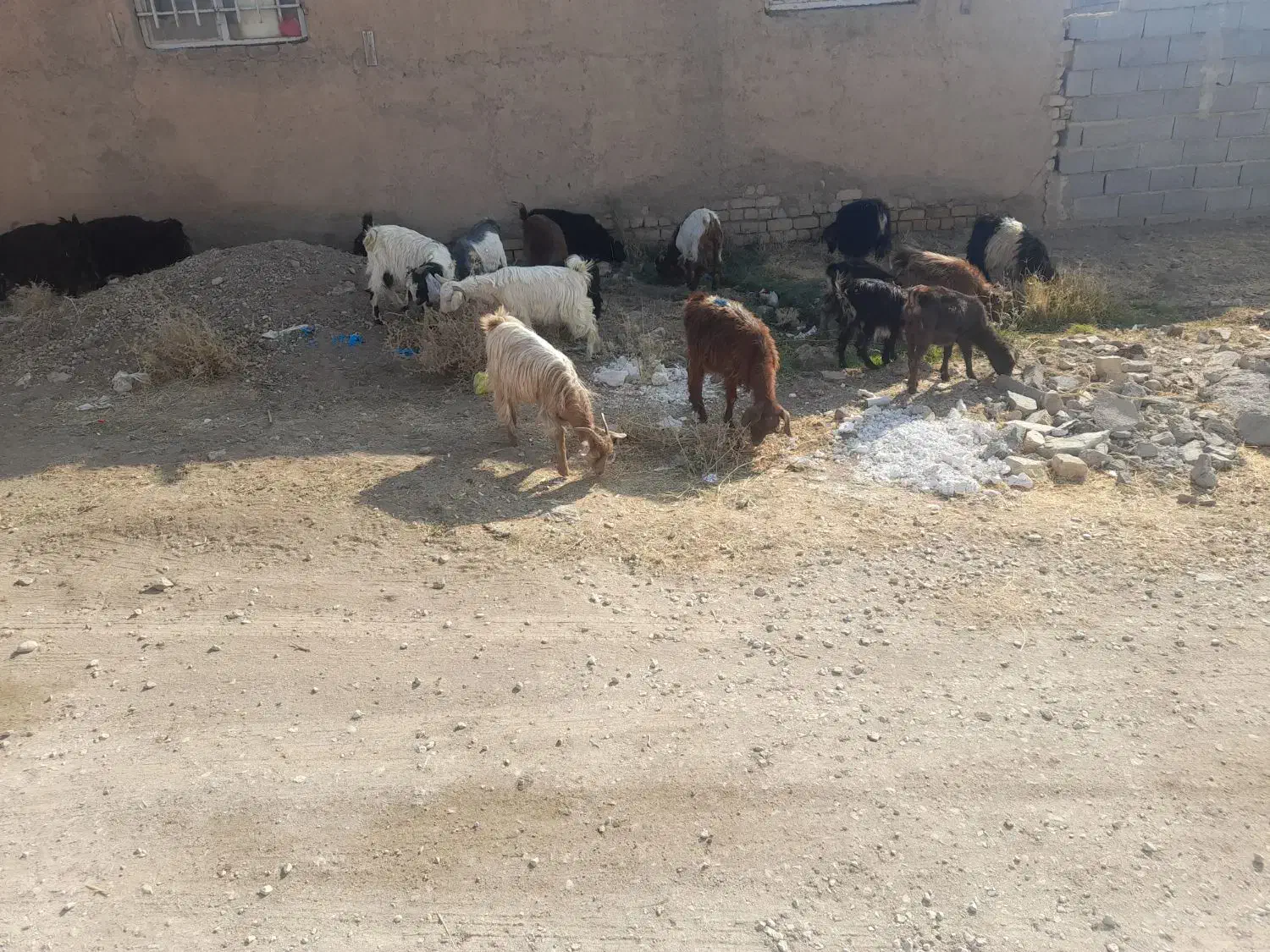 بزغاله بدون چپش راسی ۳۹۰۰ ملیون ۳۶راس|حیوانات مزرعه|کرج, کوی کارمندان شمالی|دیوار