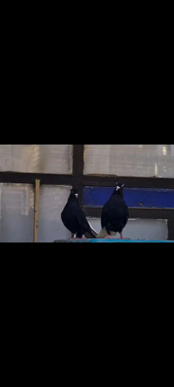 زاغ دم سفید|پرنده|بردسکن, |دیوار