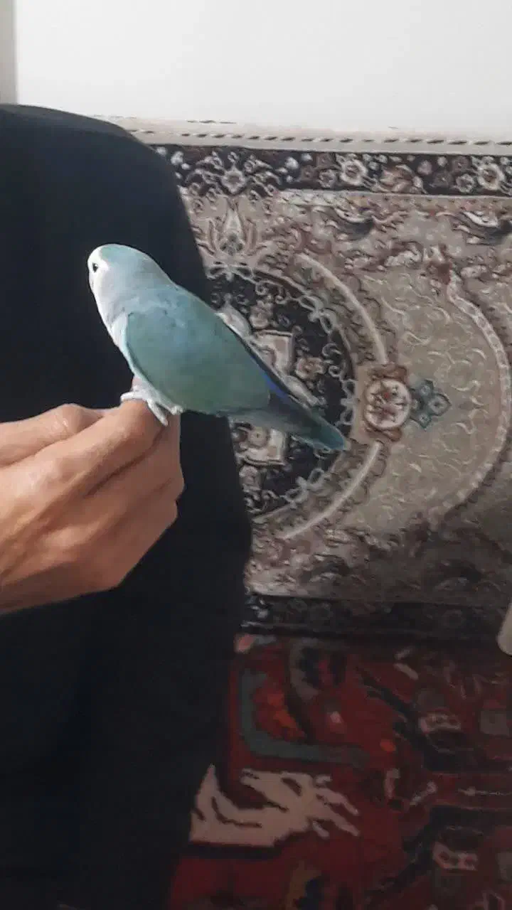 طوطی برزیلی|پرنده|ری, ظهیرآباد|دیوار