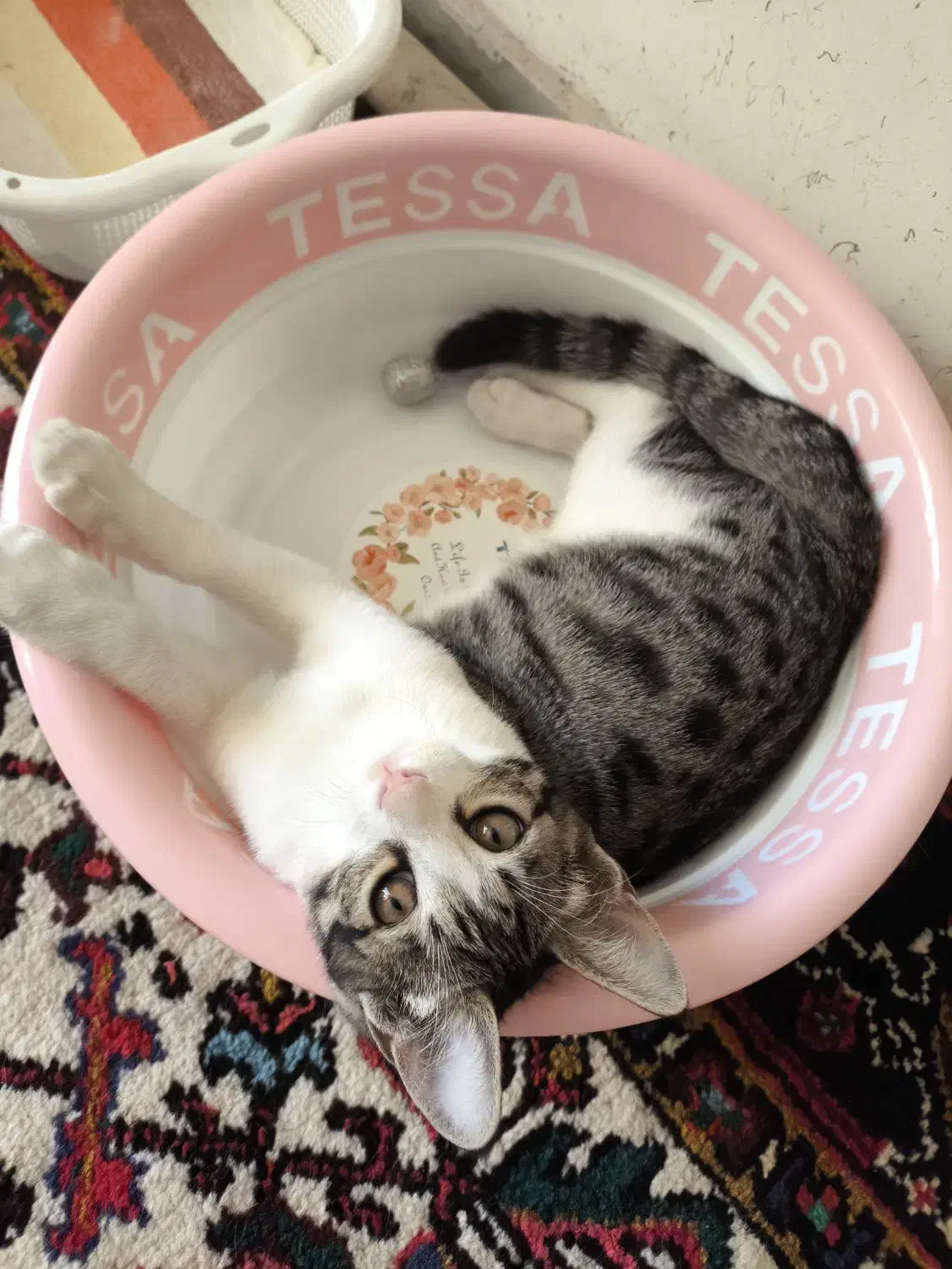 واگذاری رایگان بچه گربه|گربه|تبریز, |دیوار