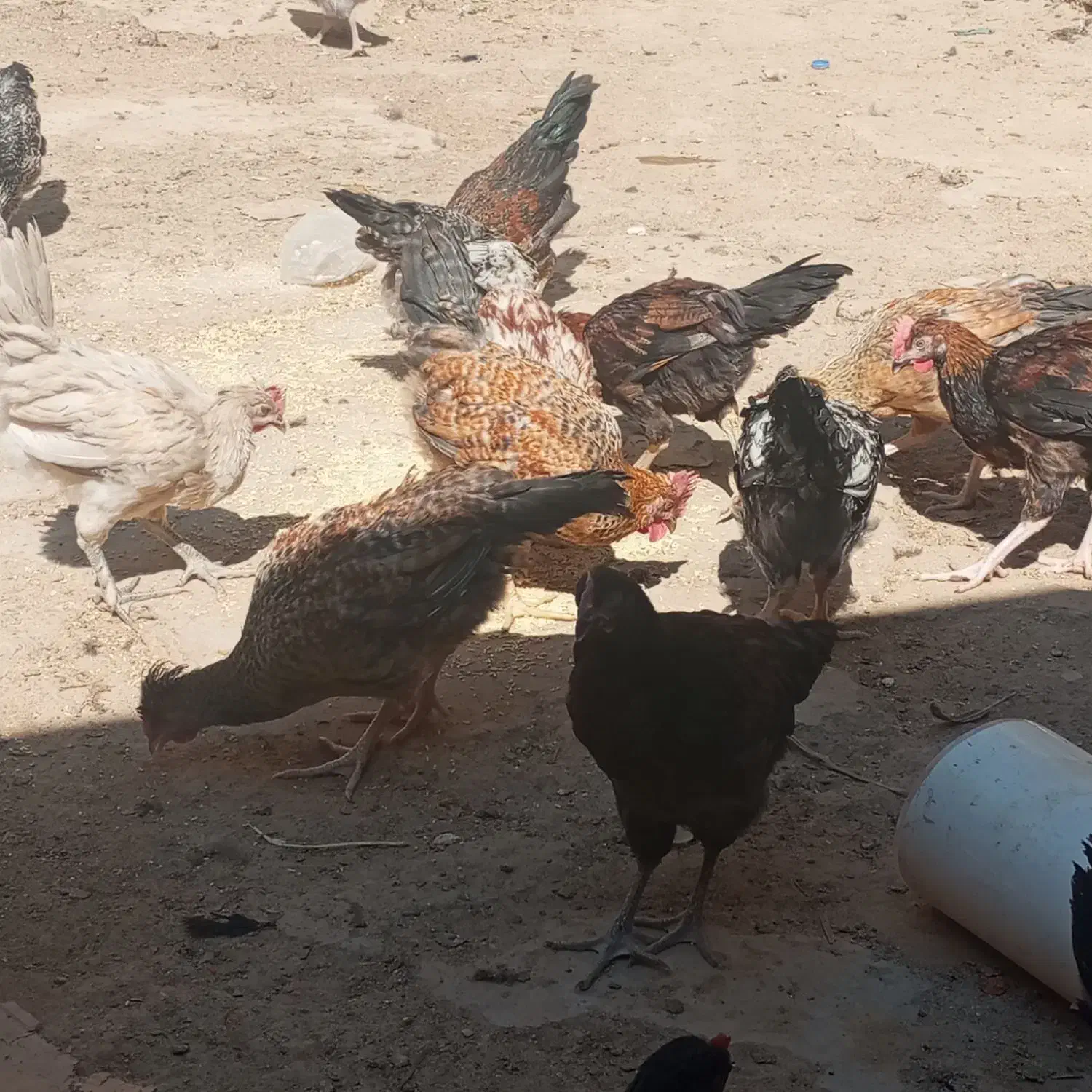 جوجه خروس محلی دارویی درشت|حیوانات مزرعه|شیراز, حومه شیراز|دیوار