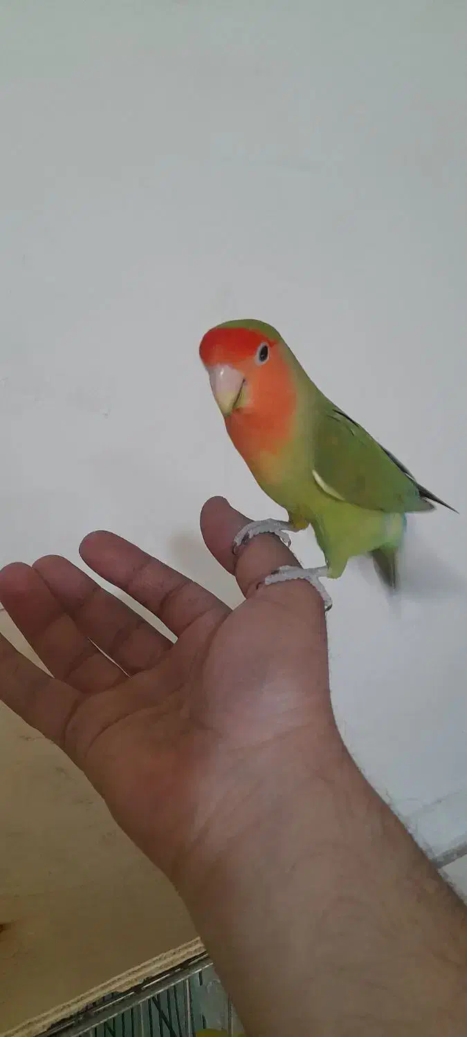 طوطی برزیلی جفت|پرنده|فردیس, شهرک ارم|دیوار