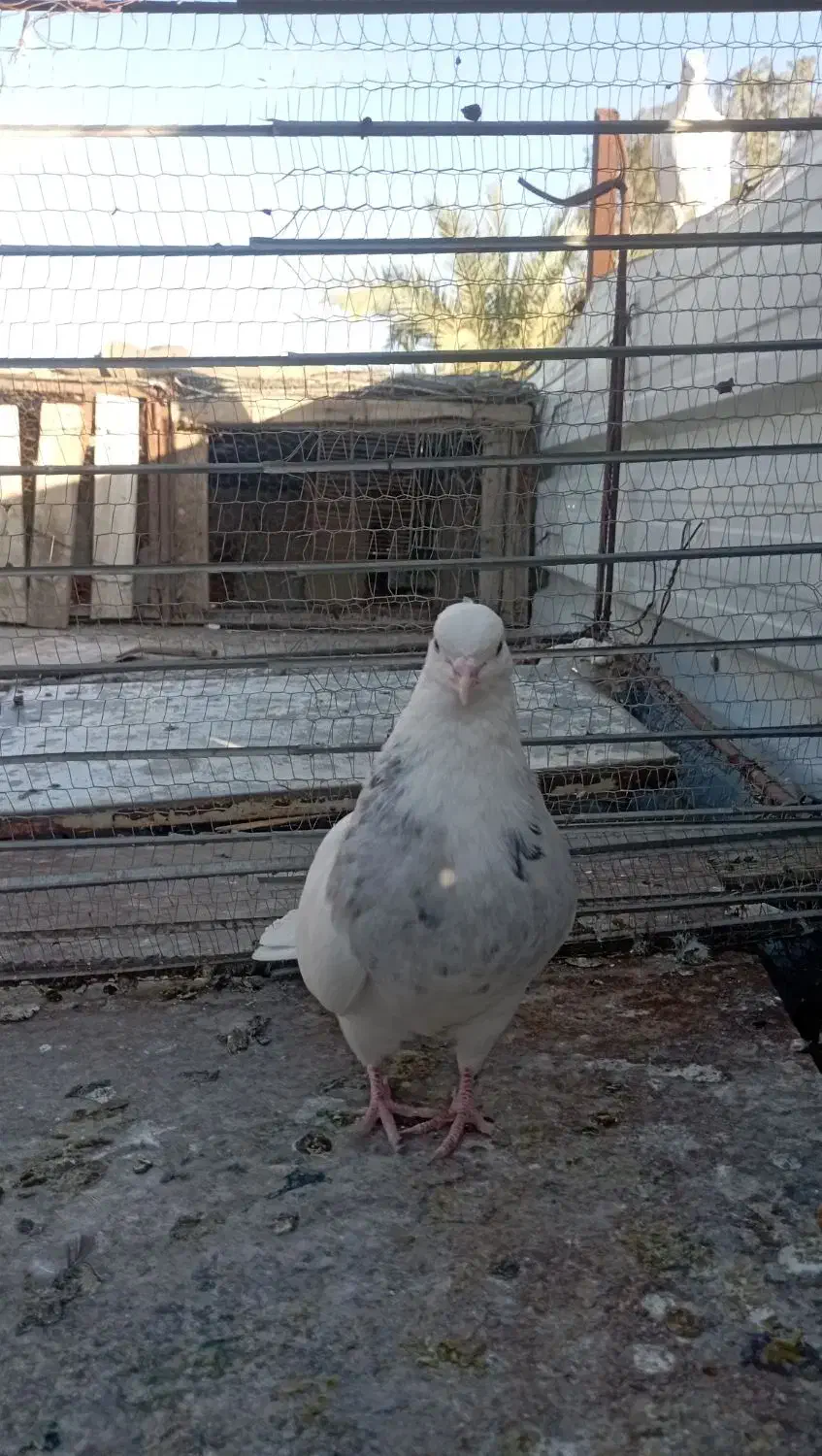 کفتر|پرنده|بم, |دیوار