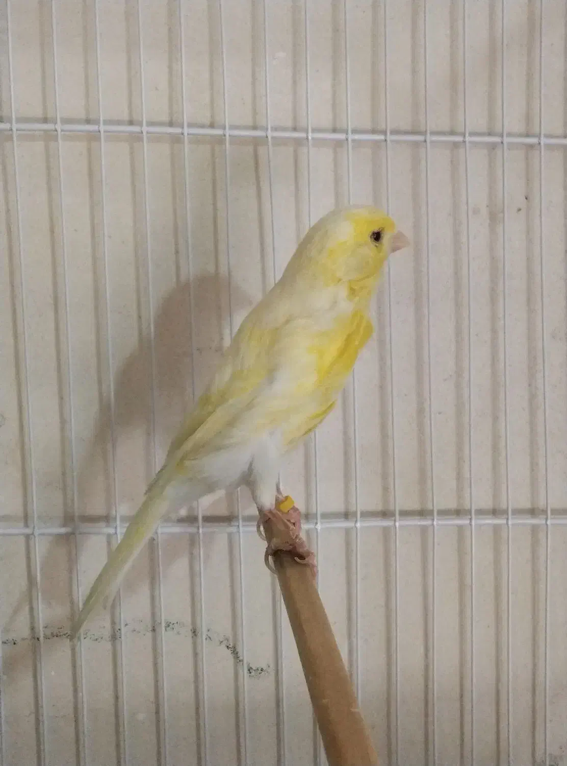 یک عددقناری دارم معاوضه بانرگسی یا کوتوله برزیلی|پرنده|شیروان (خراسان), |دیوار