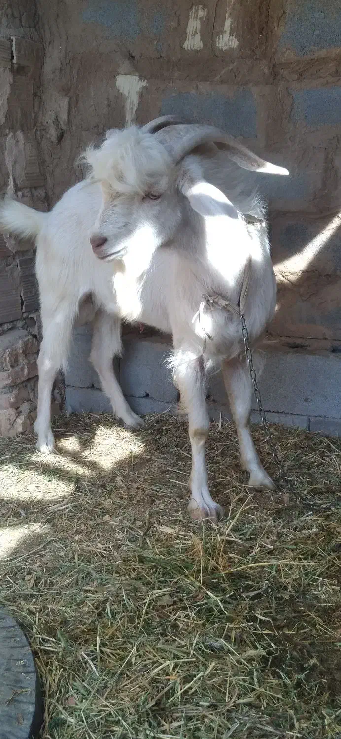 چپش سانن|حیوانات مزرعه|یزد, |دیوار