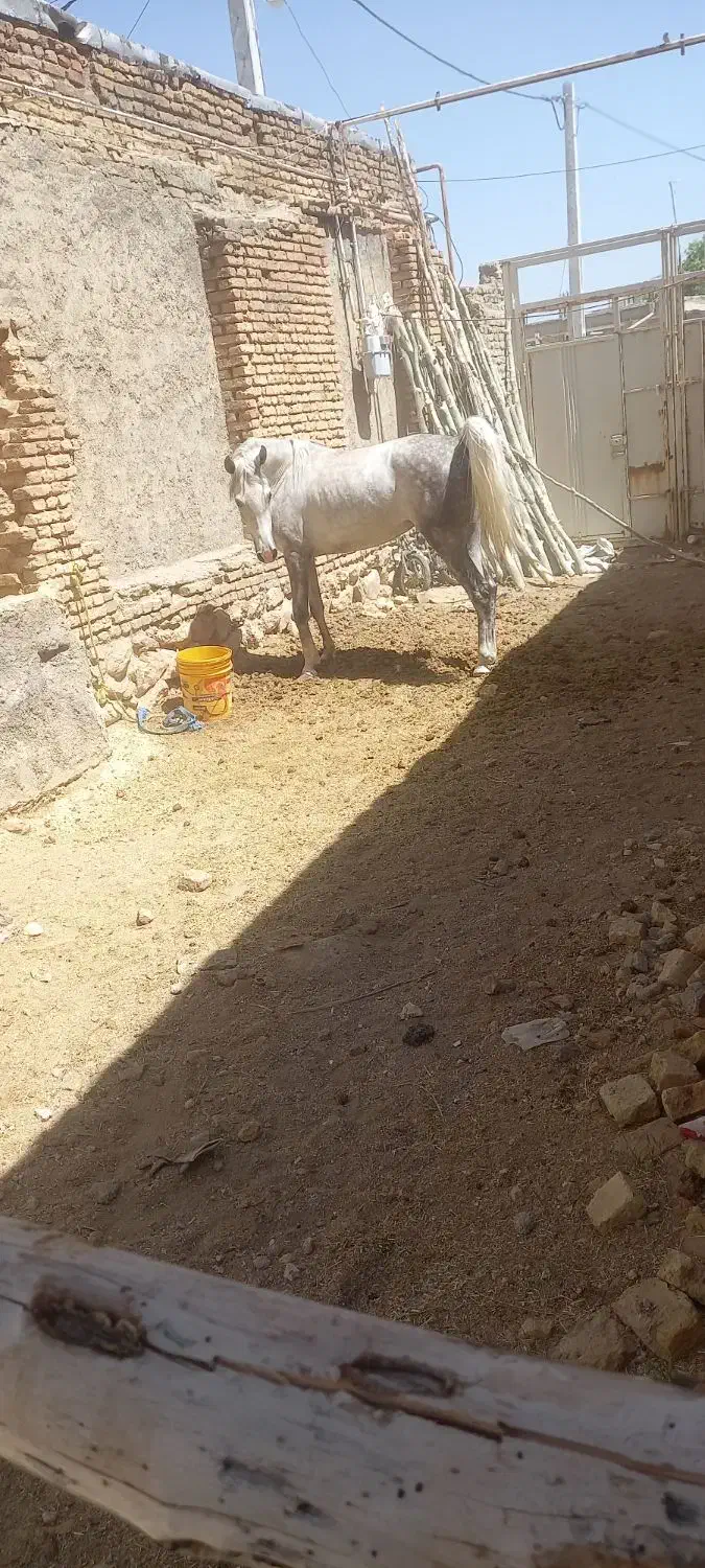 فروش کره مادیان|اسب و تجهیزات اسبسواری|بن, |دیوار