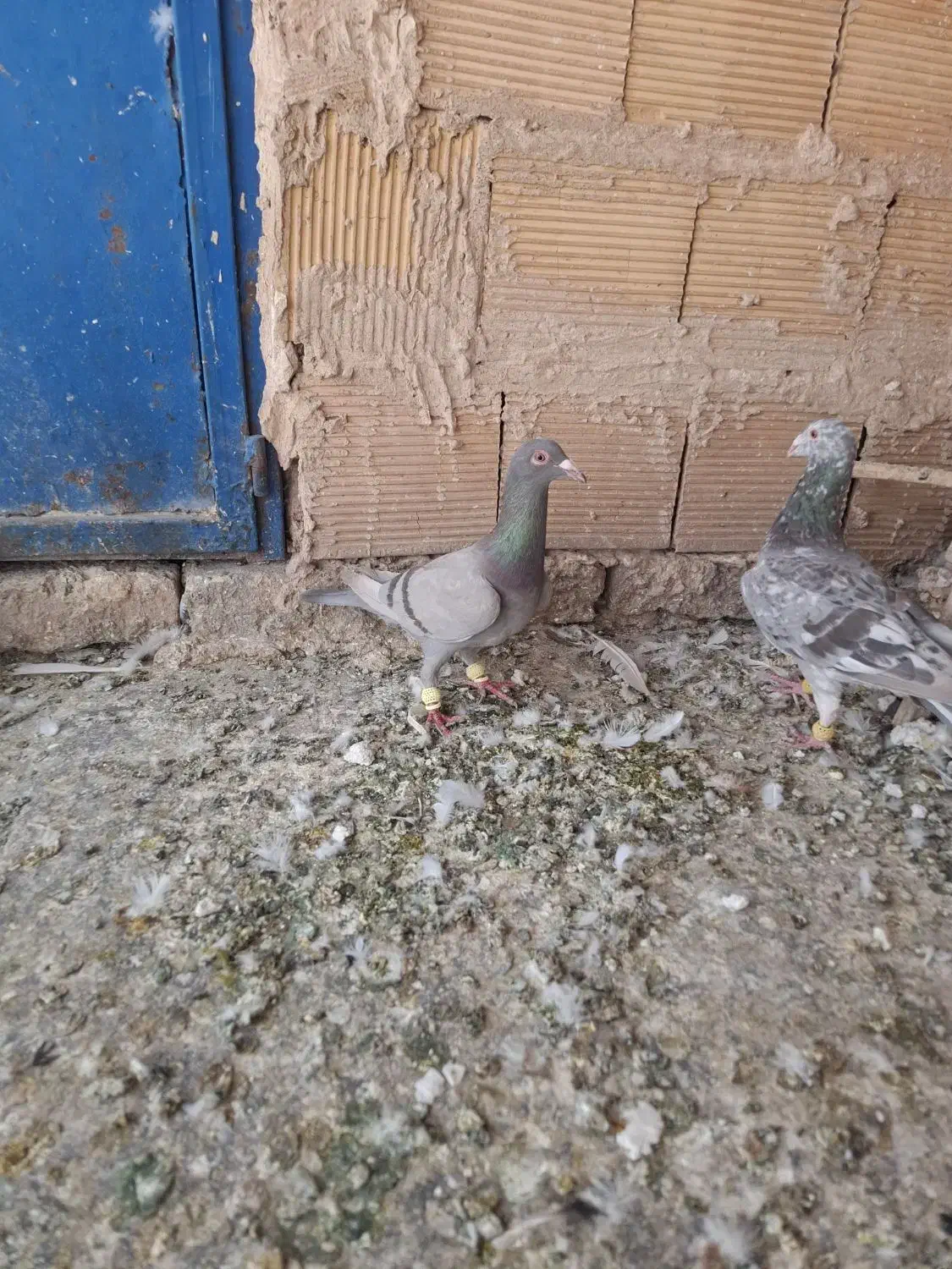 کبوتر|پرنده|تاکستان, |دیوار