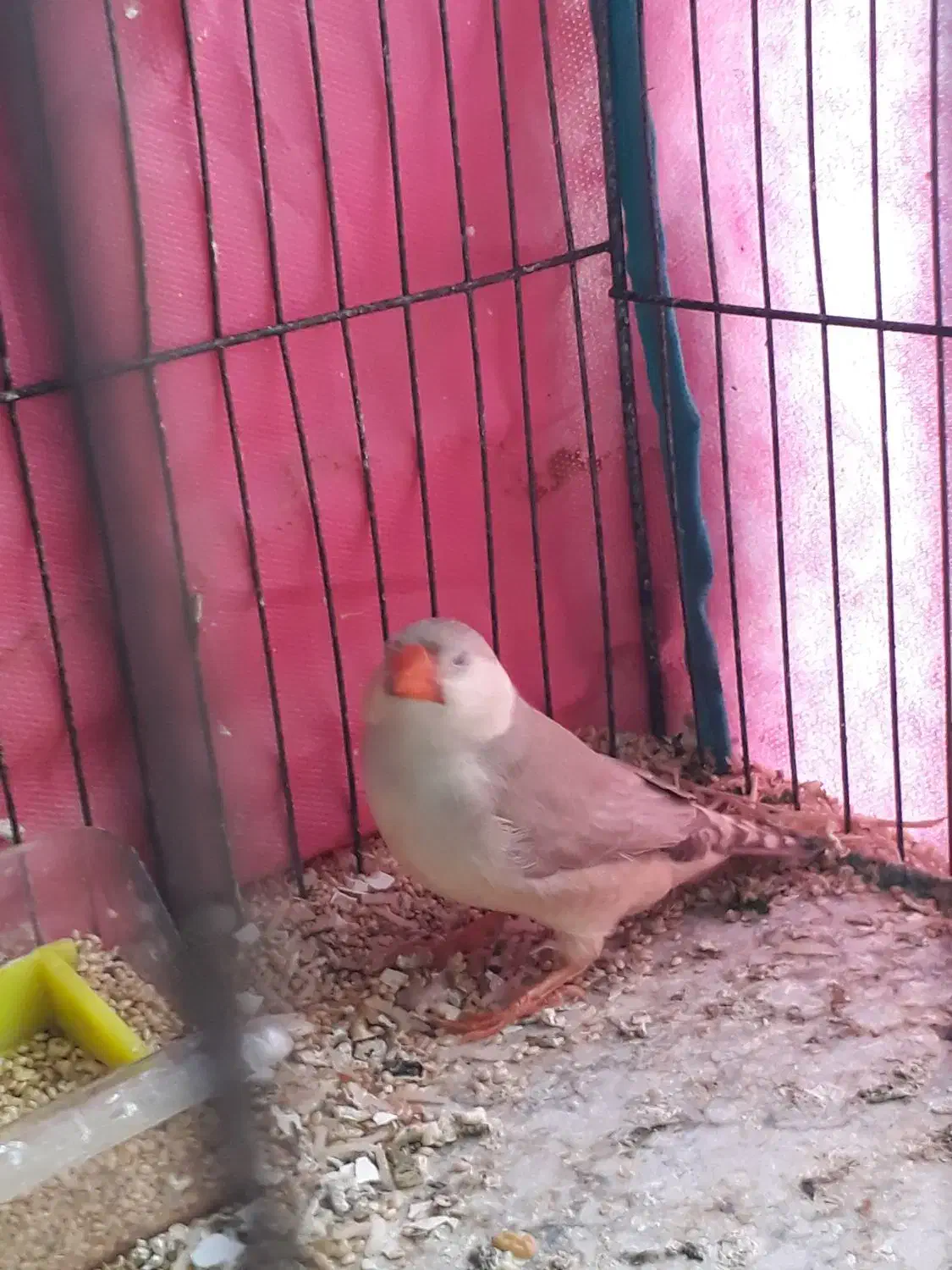 فنج کینگ انگلیسی وگلدین|پرنده|بندرعباس, |دیوار