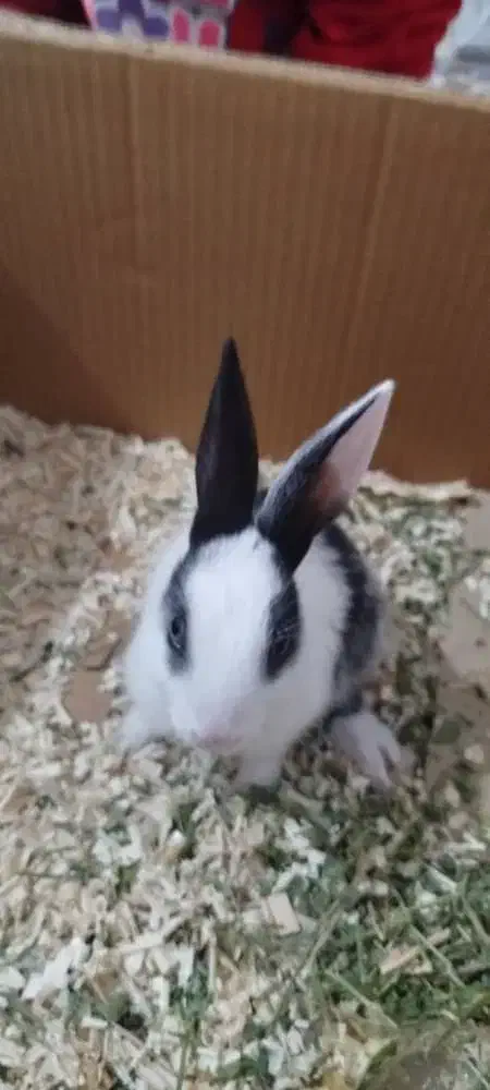 خرگوش فروشی فوری و معاوضه با چیزی که بدردم بخوره|موش و خرگوش|کرج, حیدرآباد|دیوار