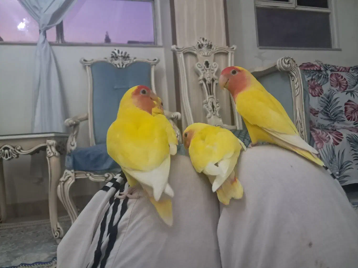 طوطی برزیلی مولد بادوتاجوجه برایی آموزش دوستی کردن|پرنده|کرج, شهرک جهان آرا|دیوار