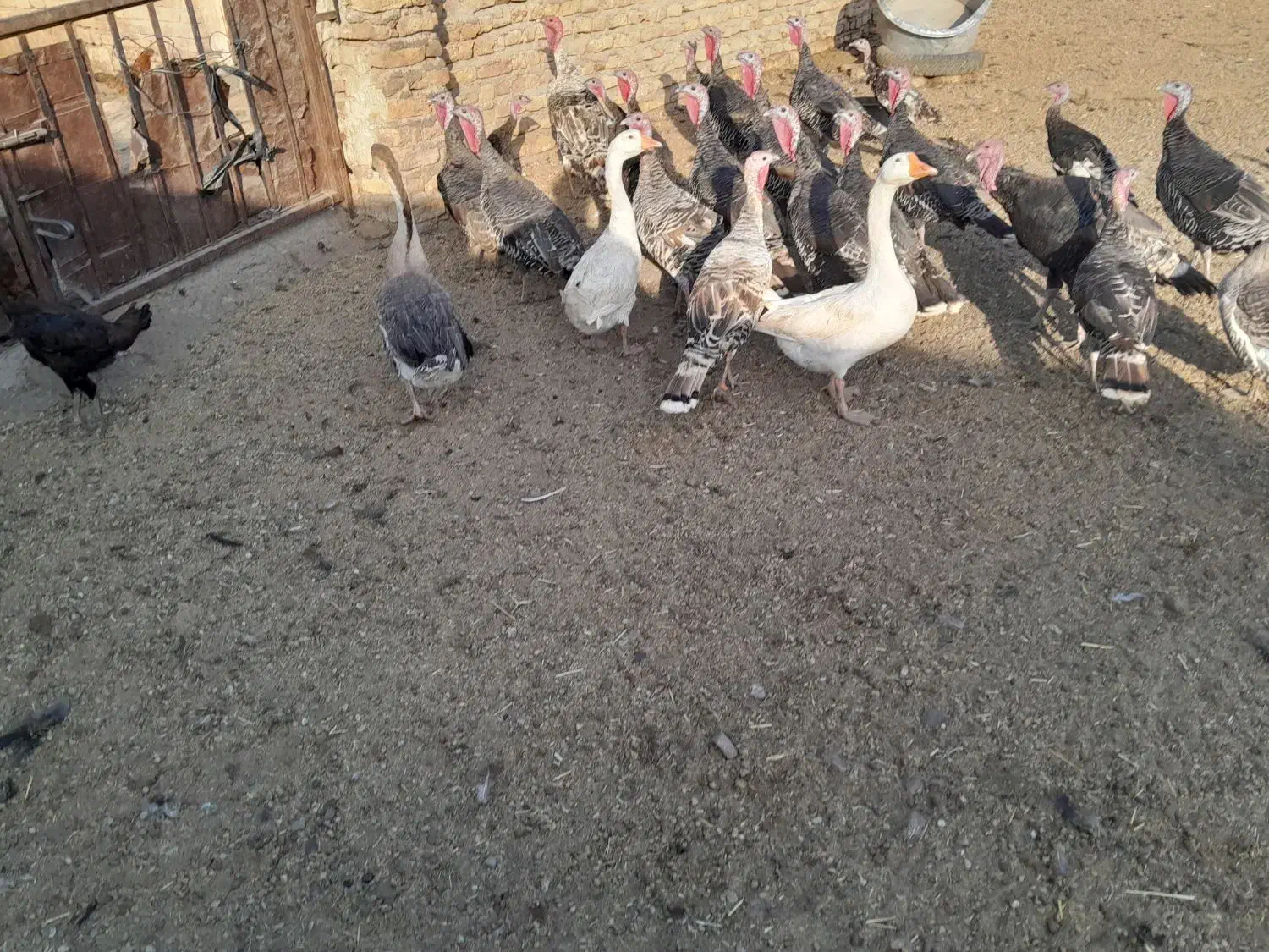 نقدی ومعاوضه با زعفران|حیوانات مزرعه|تایباد, |دیوار