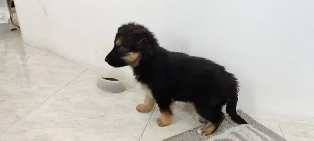 توله ژرمن دورنگ|سگ|مشهد, جاهد شهر|دیوار