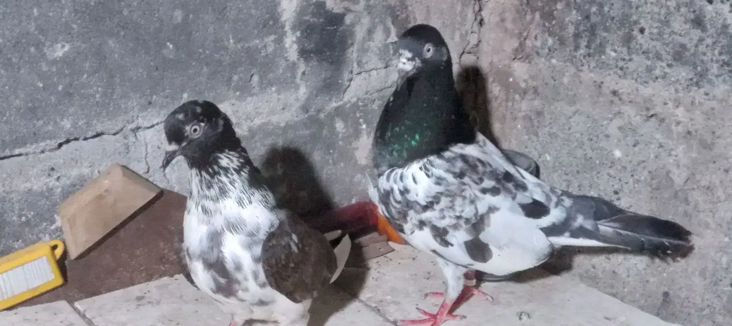 چند تا کبوتر پرشی|پرنده|رشت, گلباغ نماز|دیوار