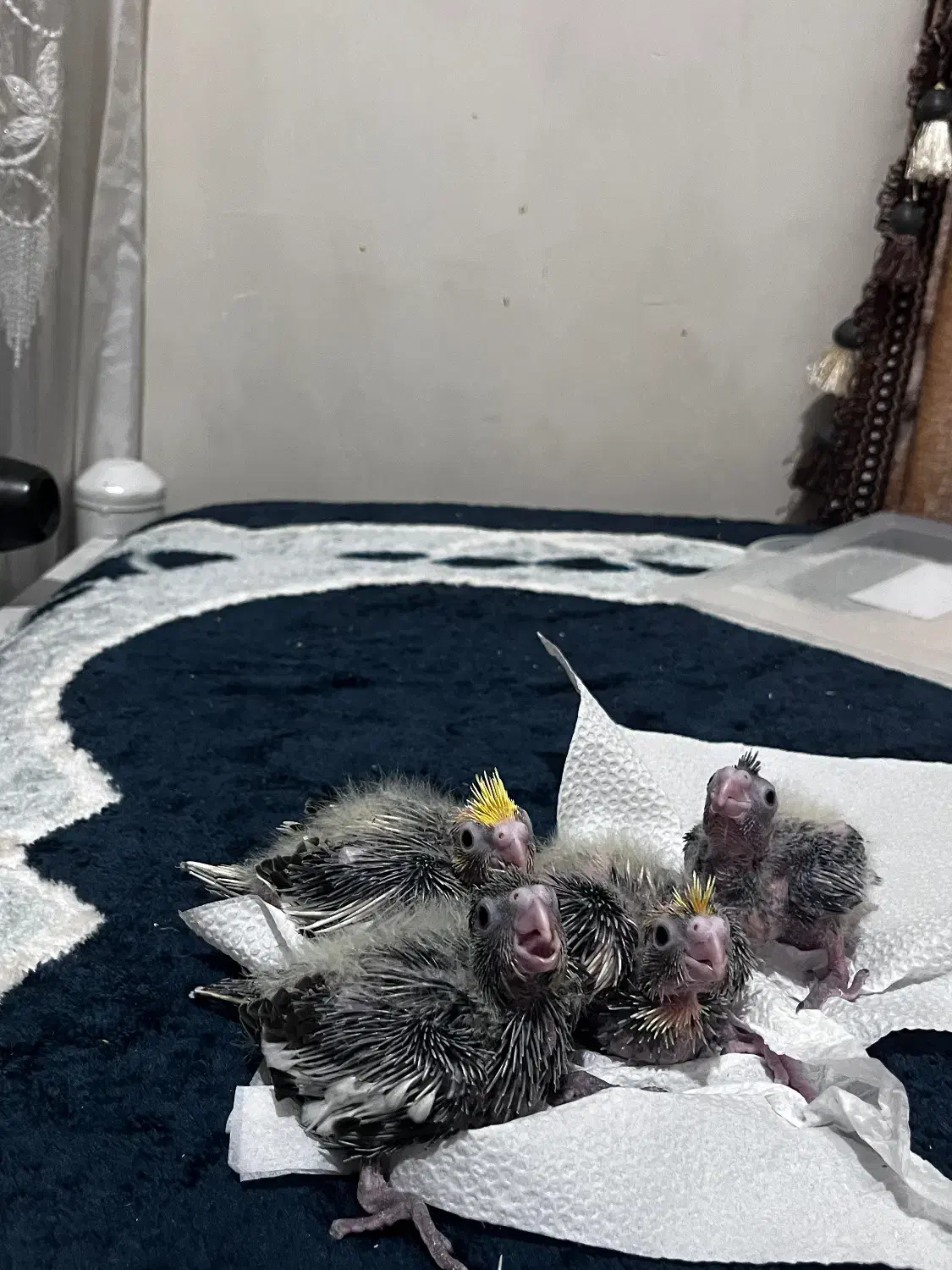 عروس هلندی با جوجه|پرنده|قم, بنیاد|دیوار