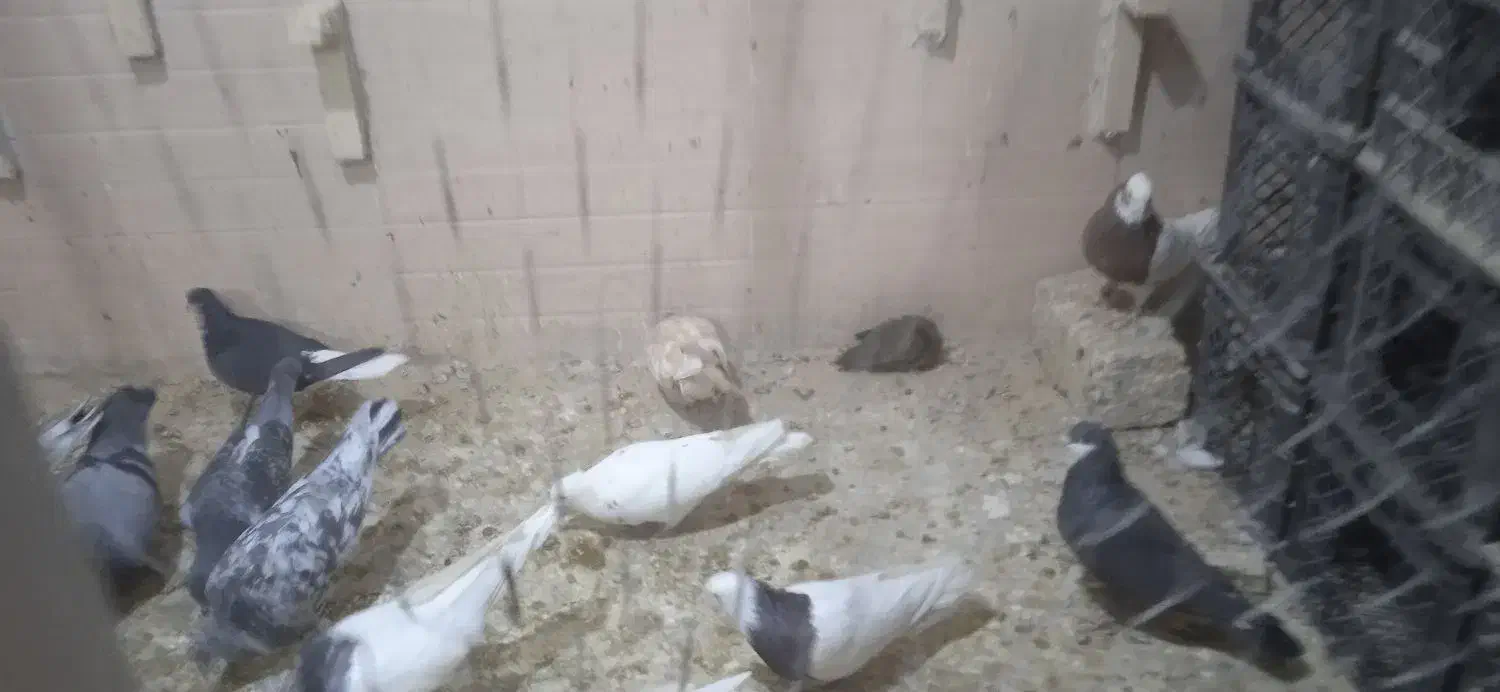 کبوتر|پرنده|سراوان, |دیوار