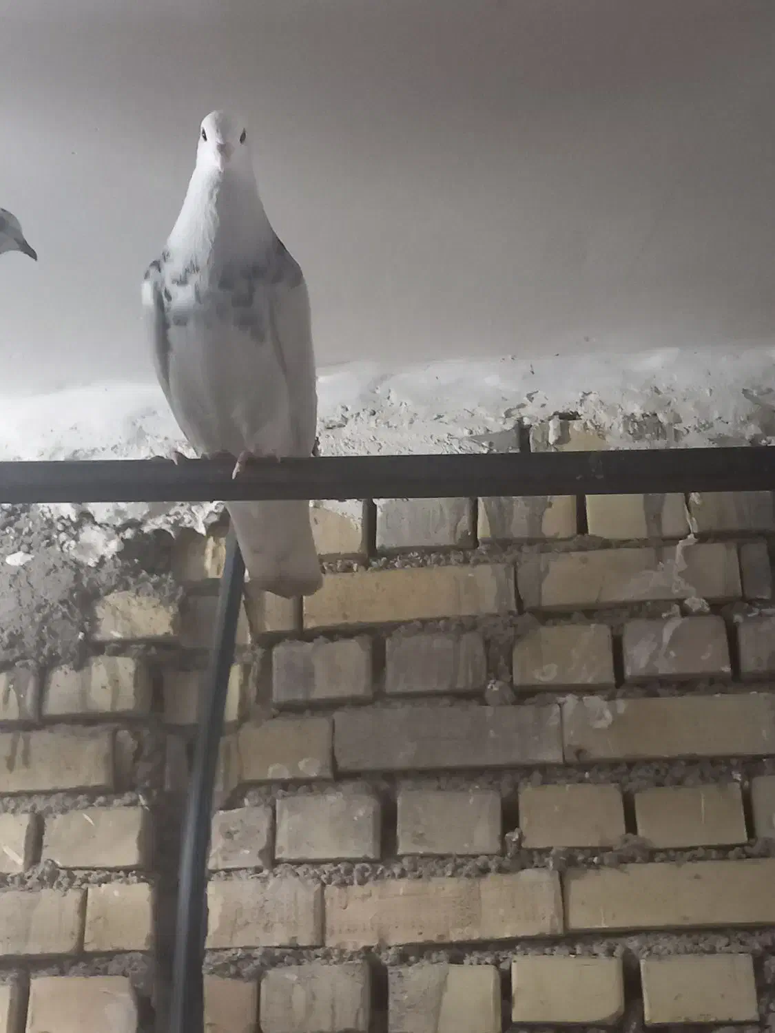 نر طوقی|پرنده|خرمشهر, |دیوار