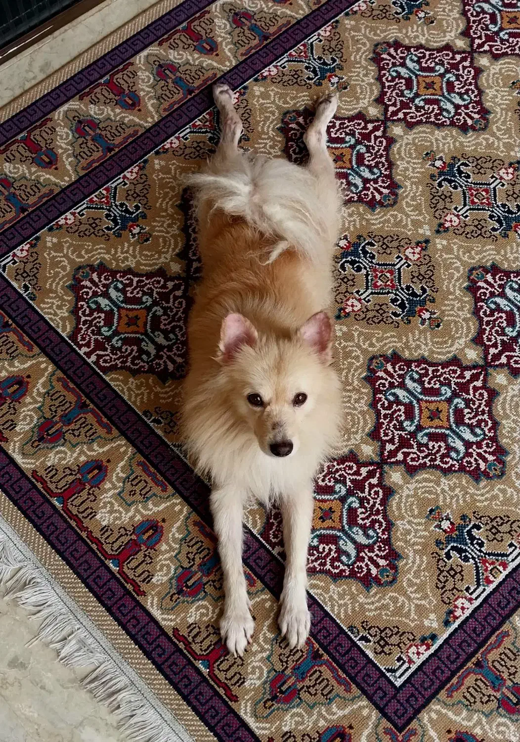 سگ پامرانی|سگ|بابل, |دیوار