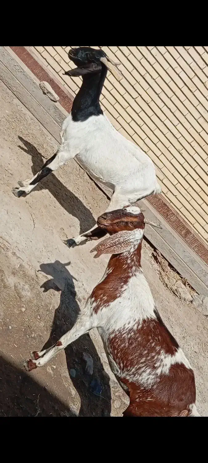 گیسه بزدوقلوزا|حیوانات مزرعه|جیرفت, |دیوار