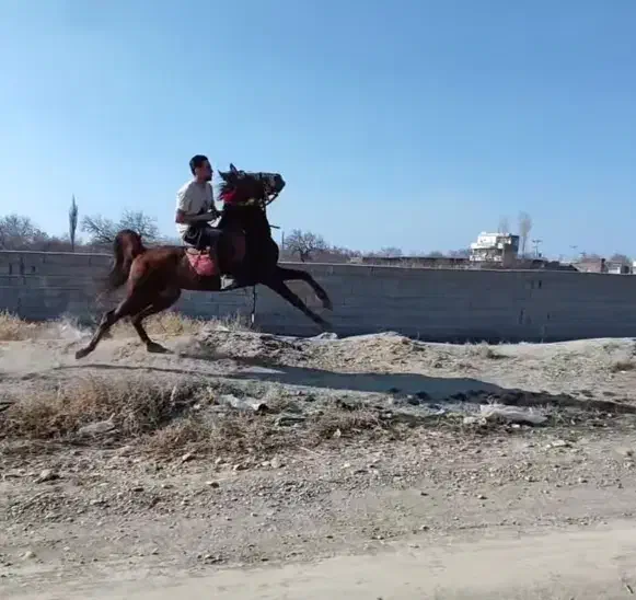 اسب نریان|اسب و تجهیزات اسب‌سواری|بناب, |دیوار