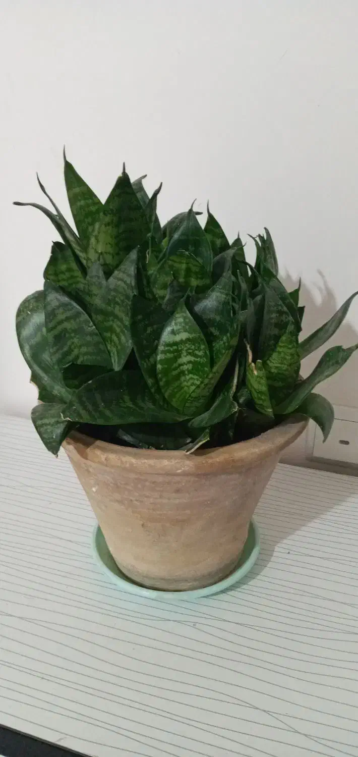 گل طبیعی|گل و گیاه طبیعی|اهر, |دیوار