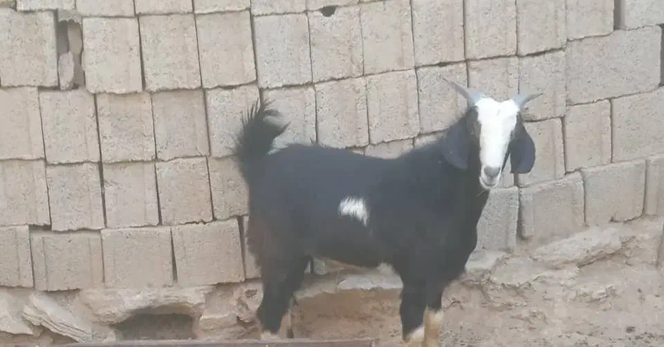 کهره نر هم برای گوشتی و هم برای داشت|حیوانات مزرعه|بندر گناوه, |دیوار