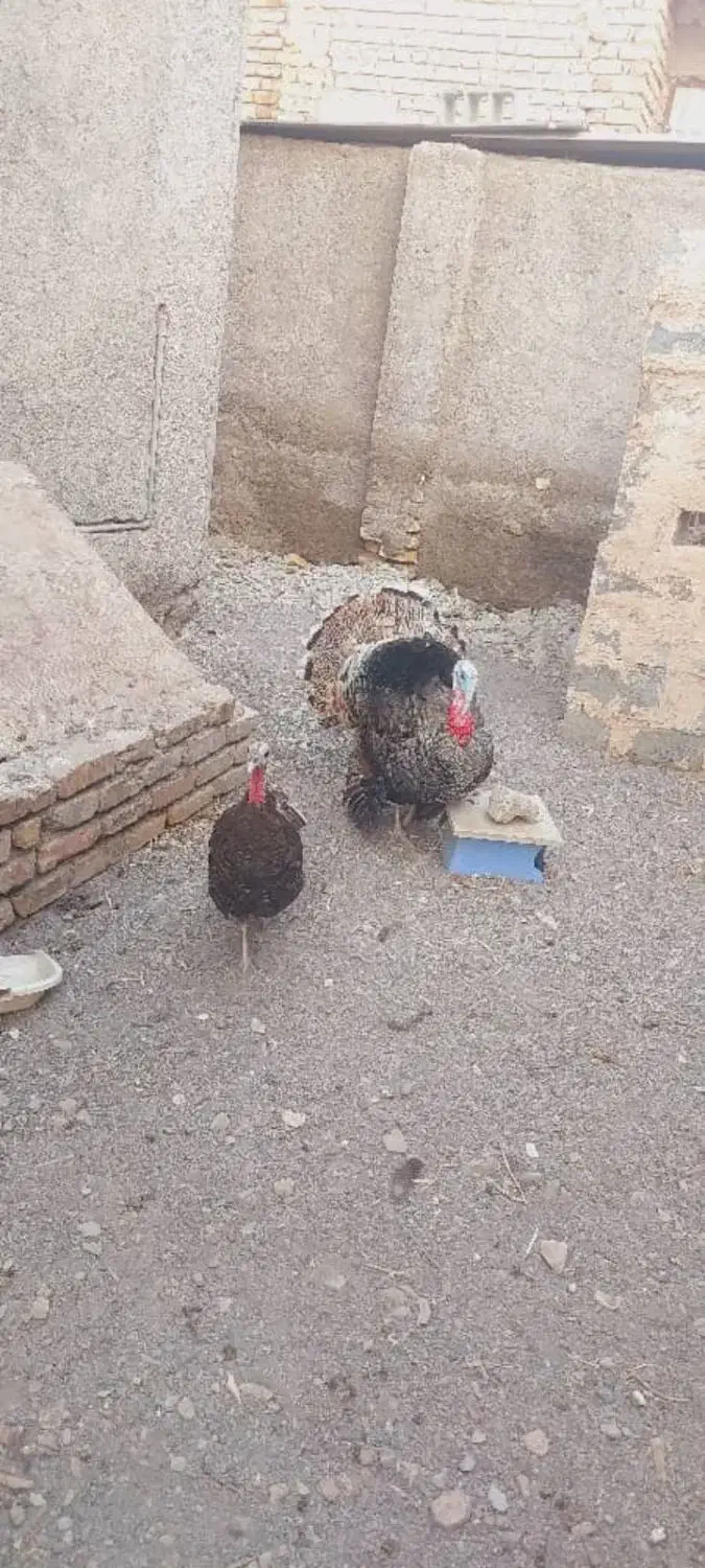 بوقلمون نرو ماده جوان|حیوانات مزرعه|رودان, |دیوار
