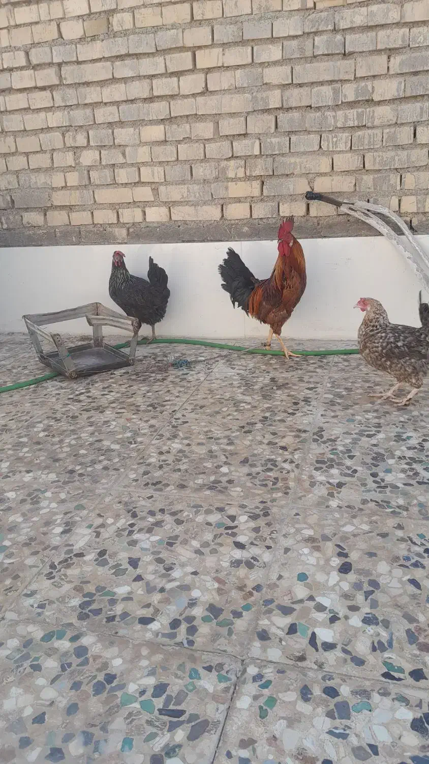 مرغ و خروس عربی سر حال و تخم گذار|پرنده|اهواز, گلدشت|دیوار