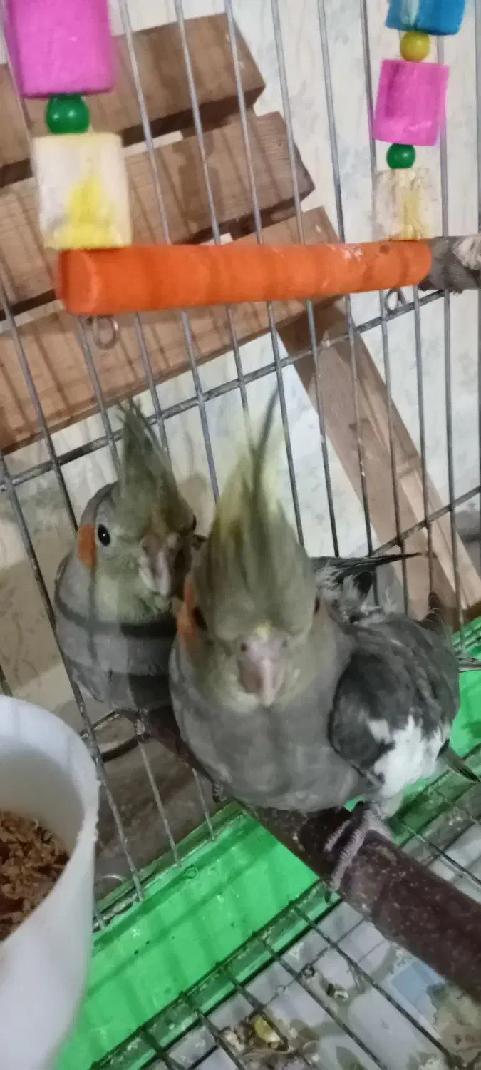 جوجه عروس هلندی رام و چلوندنی|پرنده|تالش, جوکندان|دیوار