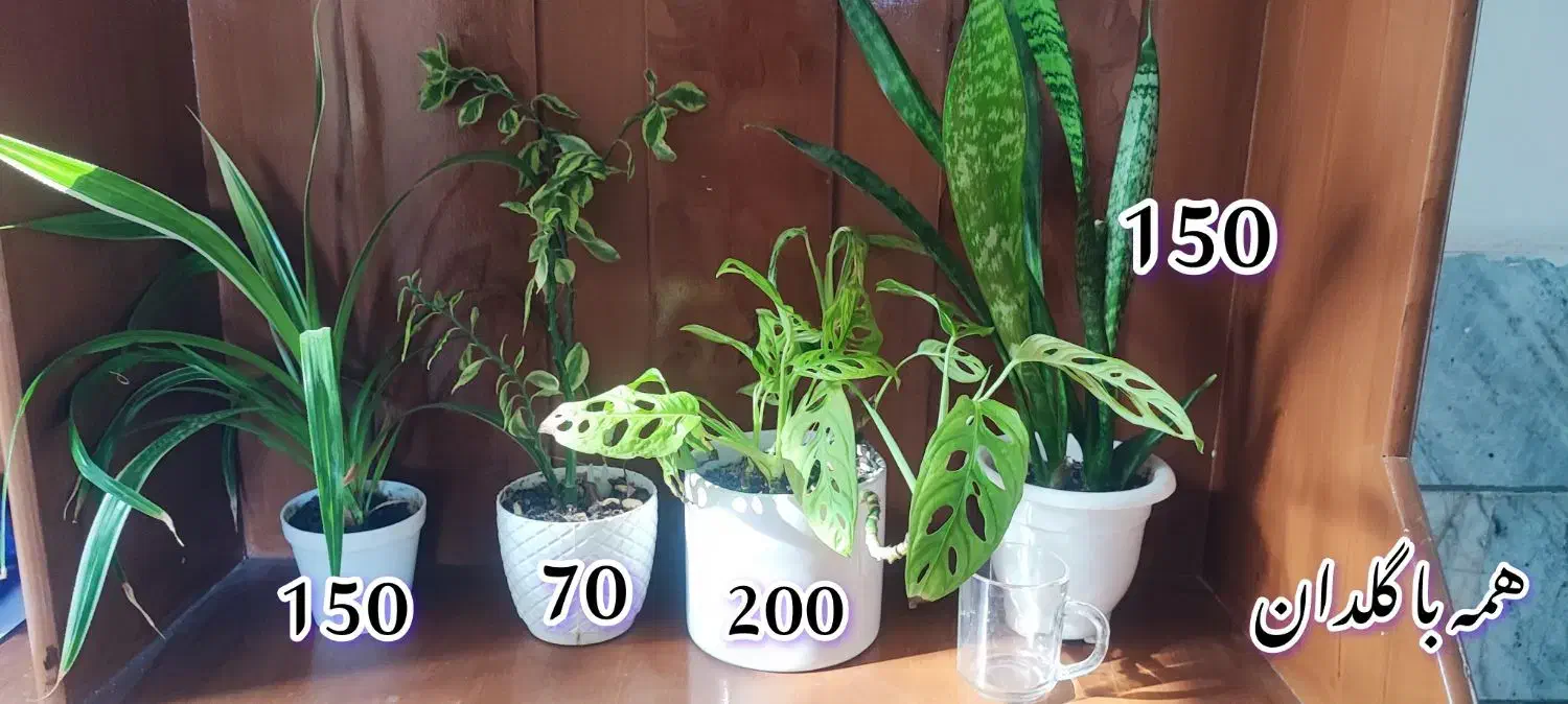 انواع گل|گل و گیاه طبیعی|بیرجند, |دیوار