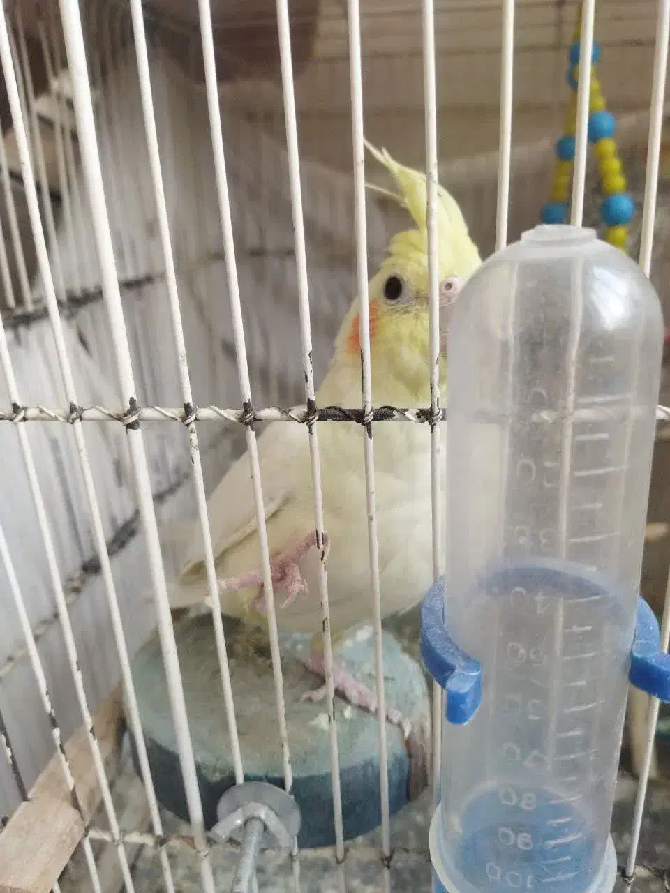 عروس هلندی سرحال وجوان|پرنده|بروجرد, |دیوار