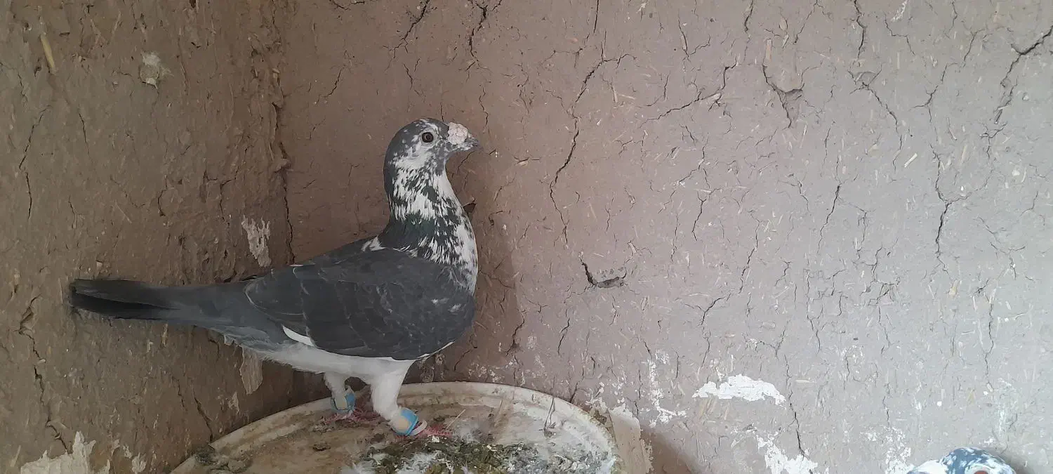 سار بزک(سینه سفید)|پرنده|مشهد, کشف|دیوار