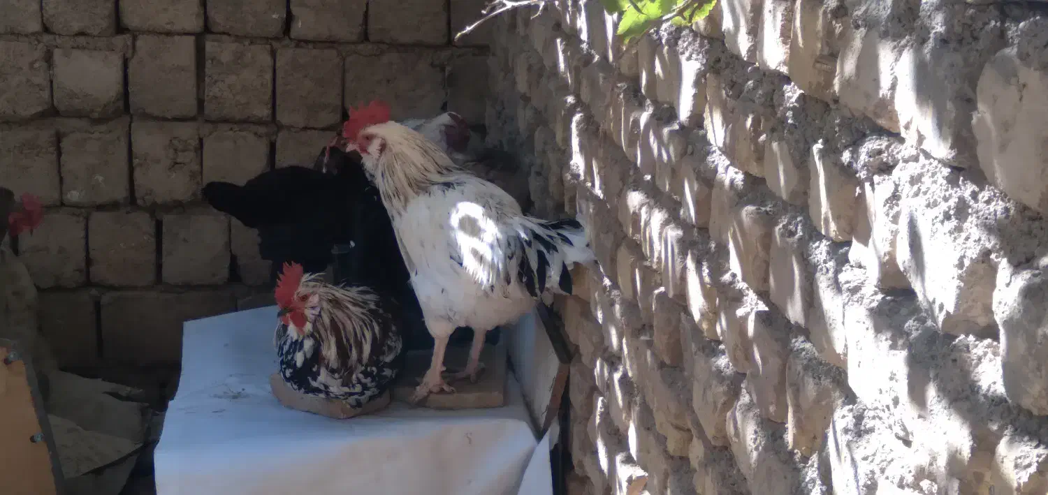 خروس س گلین درجه یک جوان دونه ۶۰۰|حیوانات مزرعه|مبارکه, |دیوار