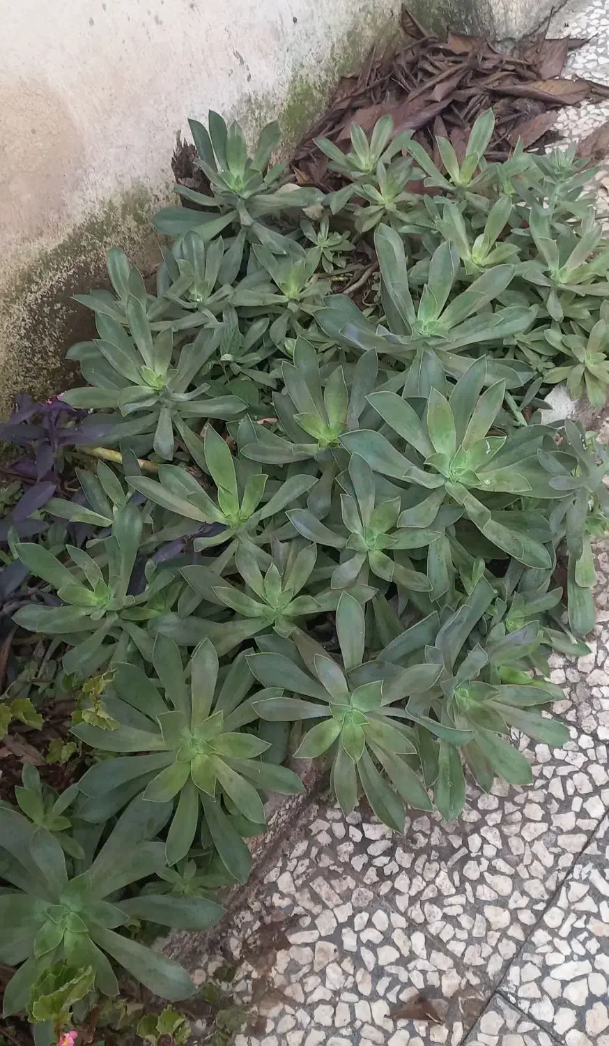 بوته های زیاد گل خورشیدی|گل و گیاه طبیعی|رشت, نظری|دیوار