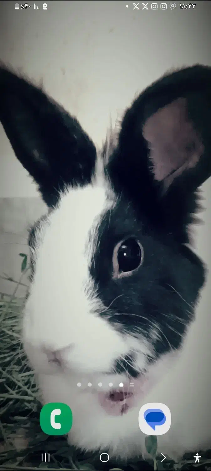 واگذاری بچه خرگوش|موش و خرگوش|ورزنه, |دیوار