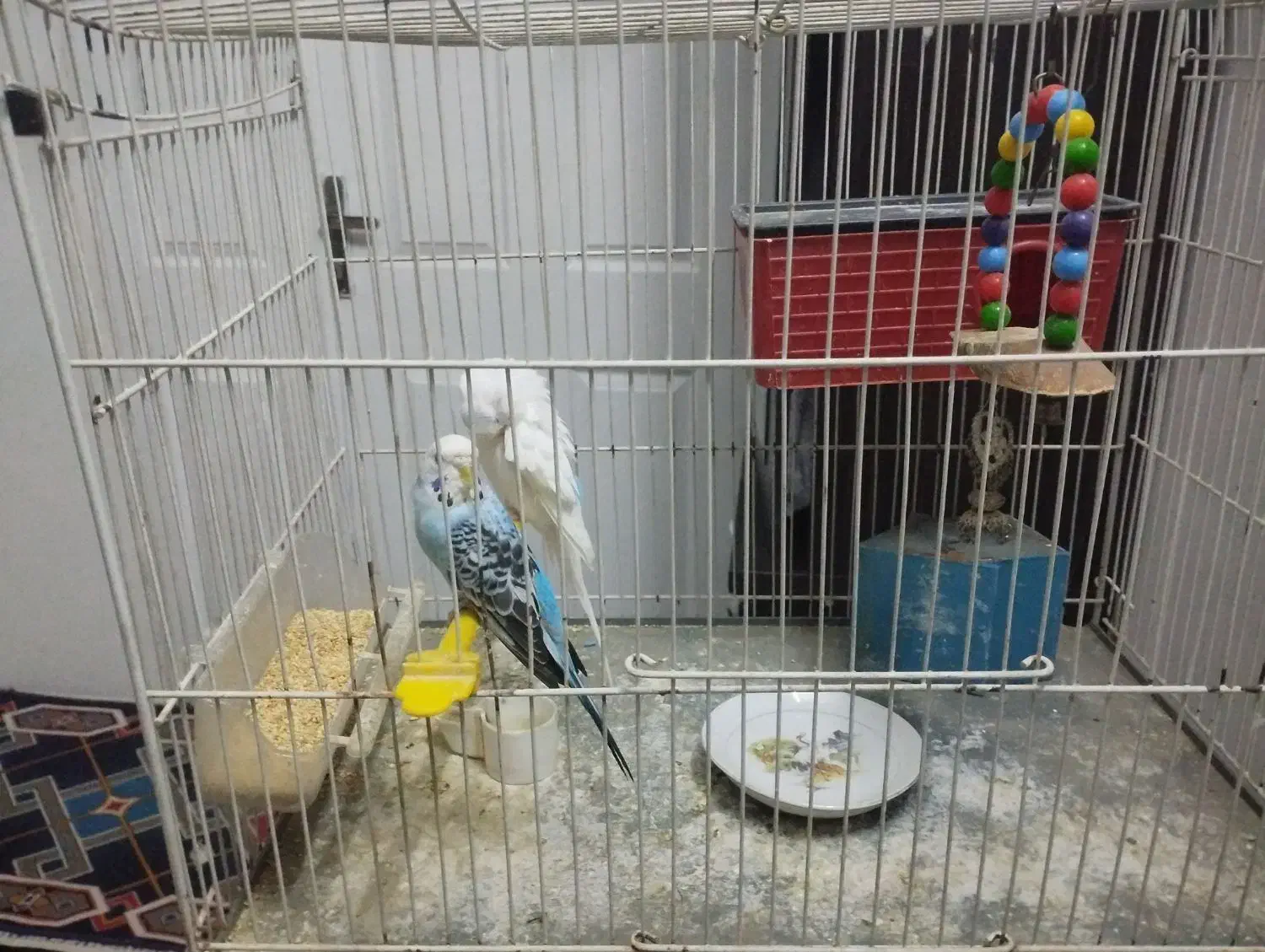 مرغ عشق نر ماده|پرنده|مشهد, رضاییه|دیوار