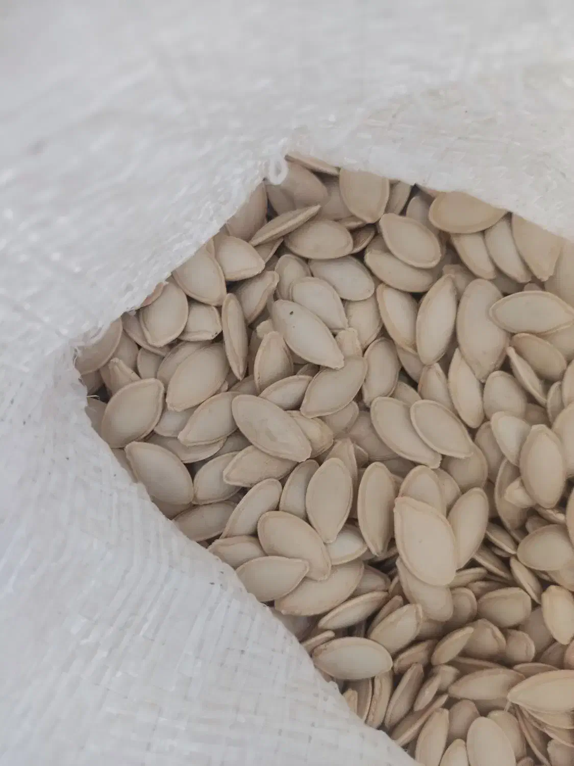 تخمه کدو|خوردنی و آشامیدنی|بهمن صغاد, |دیوار