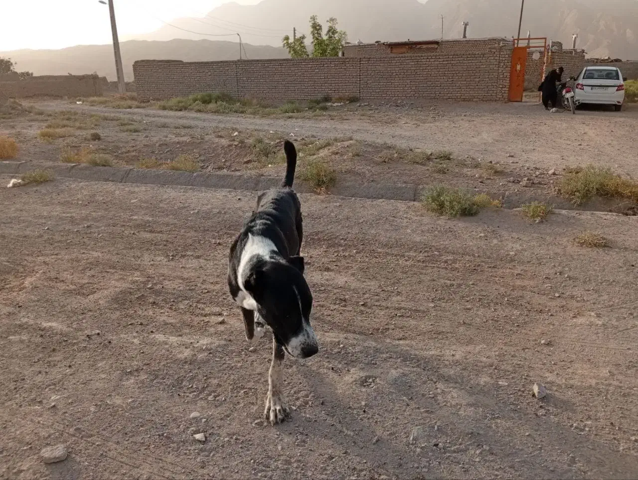 سگ فروشی. سن یکسال نیم هست|سگ|زیرکوه, |دیوار