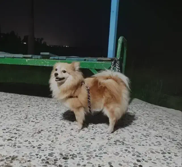 سگ پامر شناسنامه دار|سگ|نوشهر, |دیوار